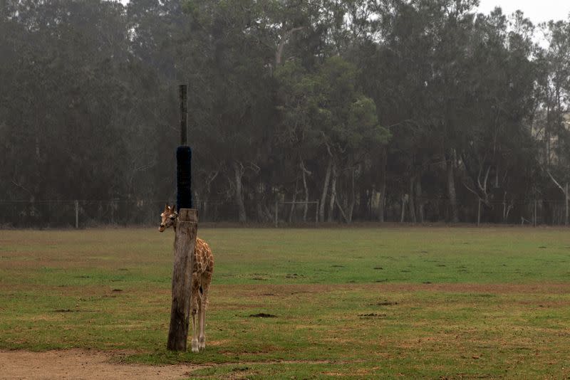 A seven-month-old giraffe stands next to a wooden pole at the Mogo Zoo in Australia