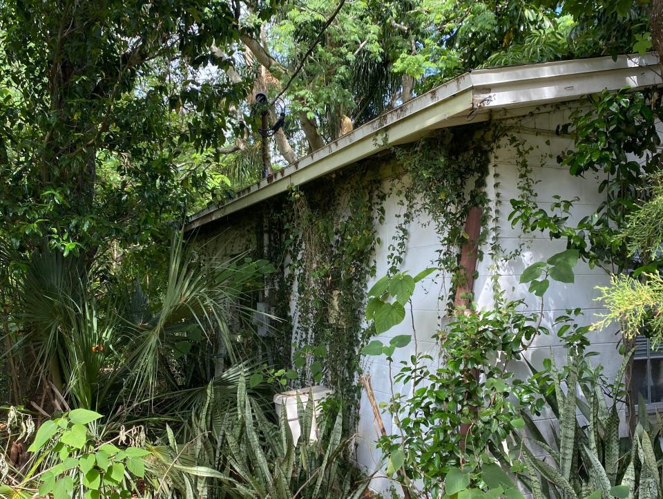 A house overgrown by foliage.