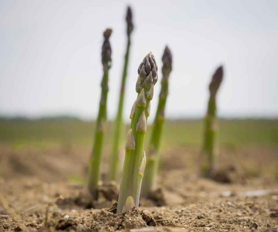 A clump of green asparagus spears standing tall in the garden