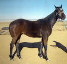 This undated image provided by Frank Sumpter, Wild On Ice is shown as a yearling in October 2021 at Sam Stevens Horse Farm in Lamesa, Texas. The 3-year-old qualified for the Kentucky Derby but was euthanized on April 27 with a leg injury after working out at Churchill Downs. Wild On Ice was the first of 12 horses to die from racing or training injuries at the home of the Derby. (Frank Sumpter via AP)
