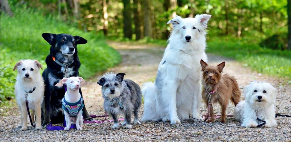 Piglet the Dog with his 6-pack of dog friends