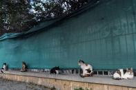 Stray cats sit on a street in the old city of Nicosia