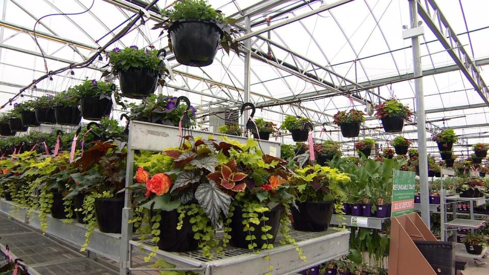 The aisles are filling up with a variety of plants and flowers at Dutch Growers.