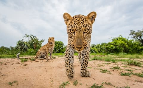 "There is nothing quite like staring into the eyes of a powerful predator," says Burrard-Lucas - Credit: WILL BURRARD-LUCAS