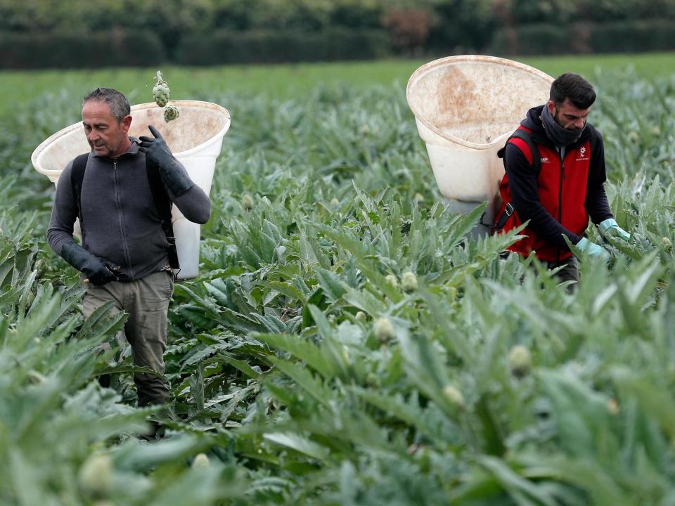 Farm workers harvest artichokes at a farm in Valencia, eastern Spain: EPA