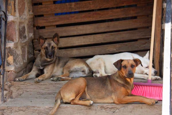 México ocupa el primer lugar en América Latina de maltrato animal y el tercer lugar mundialmente, según la organización defensora de animales AnimaNaturalis. (Foto: Natalia Osuna)
