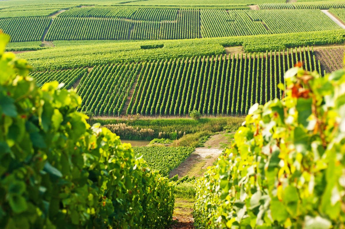 French wine regions have perfected their pours (Getty Images)