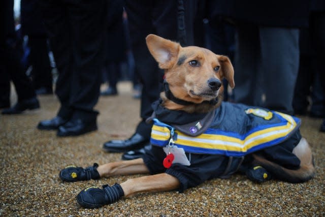 A Royal Air Force service dog waits in Horse Guards 