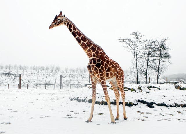 Giraffe