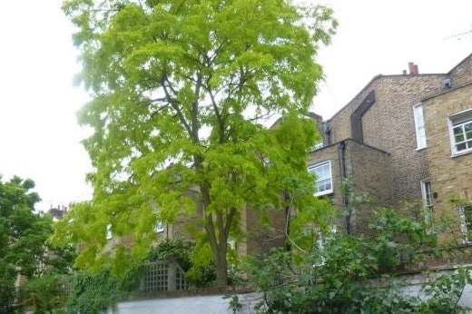 "Beautiful": the tree at the back of the Notting Hill property: Westminster Council