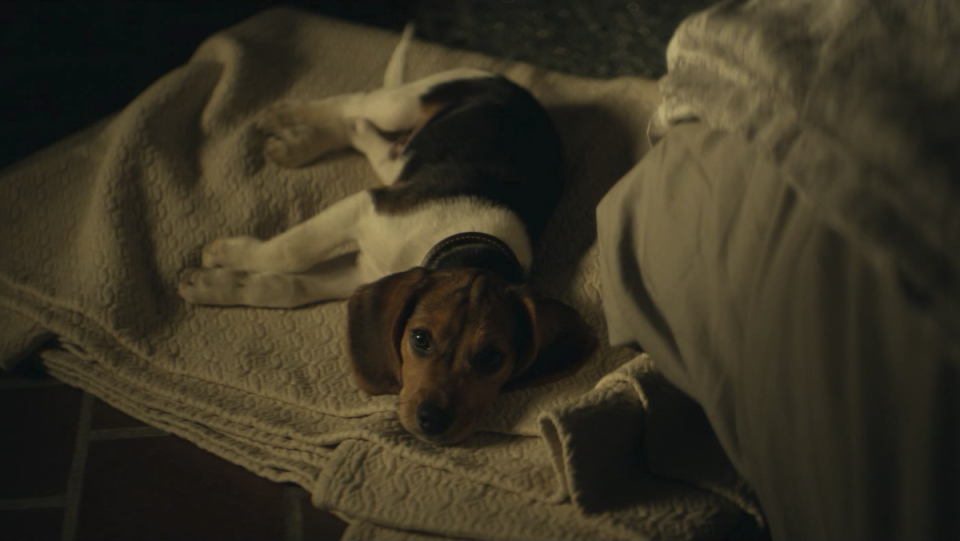 A beagle lies on a bed in John Wick.