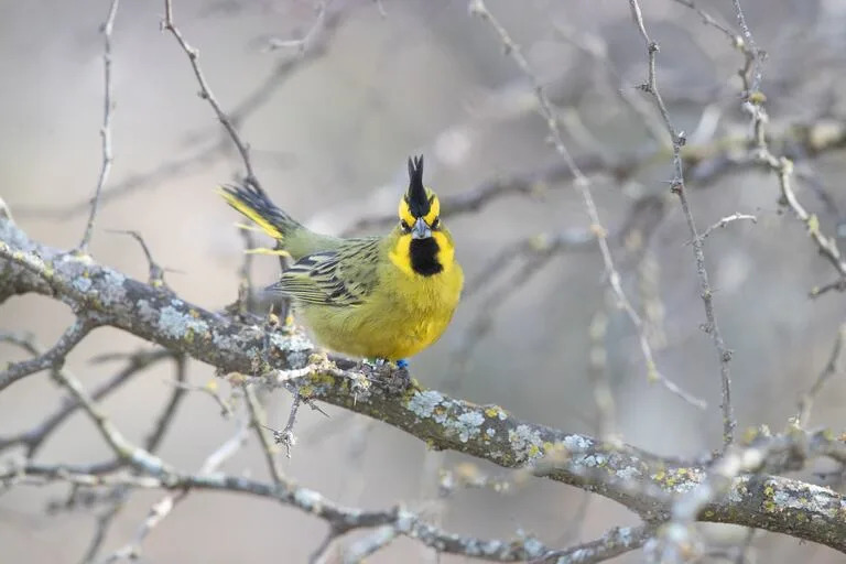 El cardenal amarillo, un caso emblemático