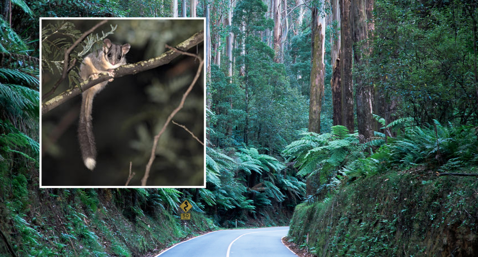 Victoria’s Leadbeater’s possum in a tree (inset). A mountain ash forest with a road through it (background)