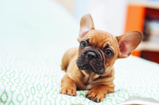 cute french bulldog puppy