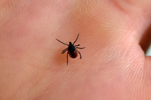 A picture taken at the French National Institute of Agricultural Research (INRA) in Maison-Alfort, on July 20, 2016 shows a tick, whose bite can transmit the Lyme disease
