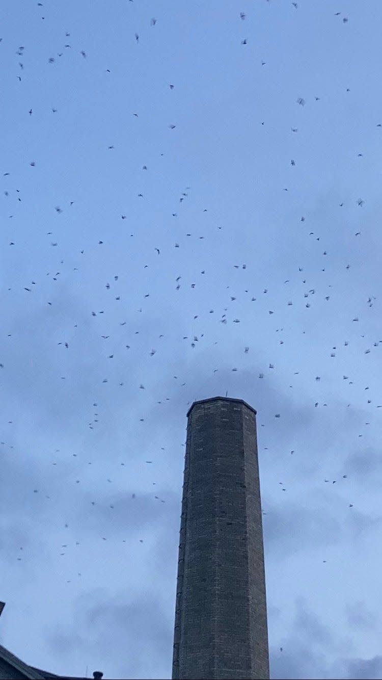 Chimney swifts prepare to enter the Columba Hall chimney at dusk. Swifts spend the day foraging for flying insects, then often gather together at night to sleep inside chimneys for warmth and protection.