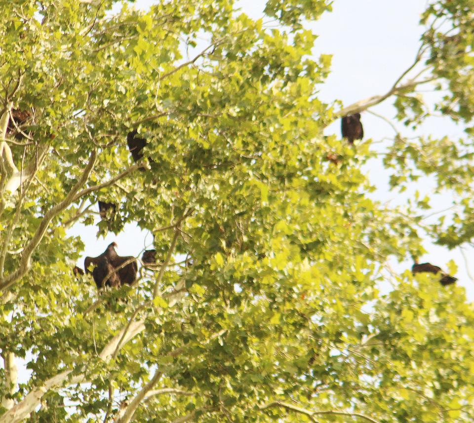 Five turkey vultures sit in a sycamore tree on West Moulton Street in Pontiac. The birds have been causing problems for residents in the neighborhood.