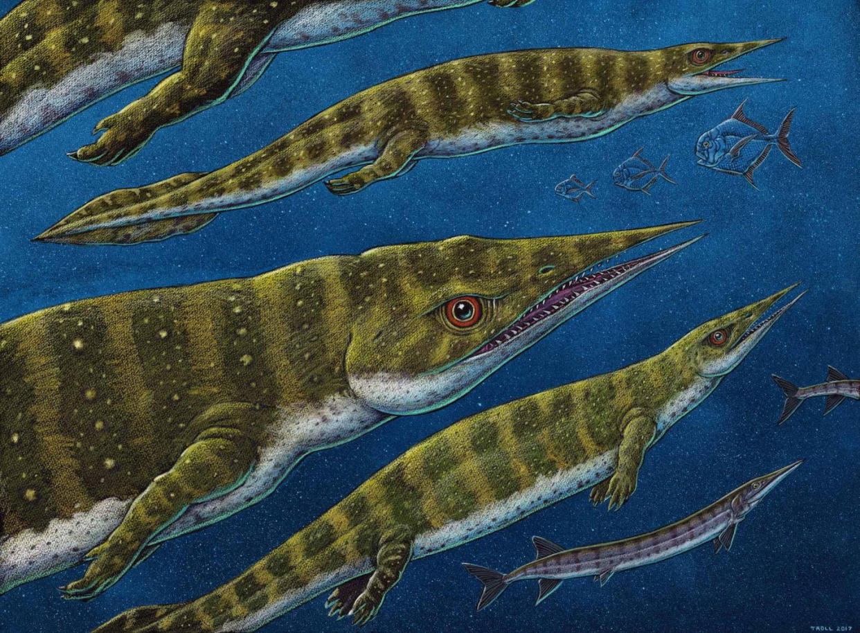 This is an artist's depiction of Gunakadeit joseeae. See National News story NNdino. The fossil of a weird sharp-snouted marine reptile that lived more than 200 million years ago has been discovered in Alaska. The new species, called Gunakedeit joseeae, was named after a native Tlingit sea monster known for good luck. It was confirmed as a species of thalattosaur that grew to lengths of up to four metres in a paper published in the journal Scientific Reports. The creatures lived in equatorial oceans across the world until they died out near the end of the Triassic Period when their distant cousins, dinosaurs, were first emerging.    