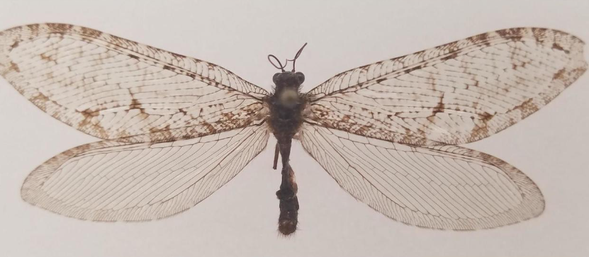 This Polystoechotes punctata or giant lacewing was collected in Fayetteville, Arkansas in 2012 by Michael Skvarla, director of Penn State's Insect Identification Lab.