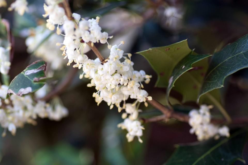 Flower of holly olive-Osmanthus heterophyllus