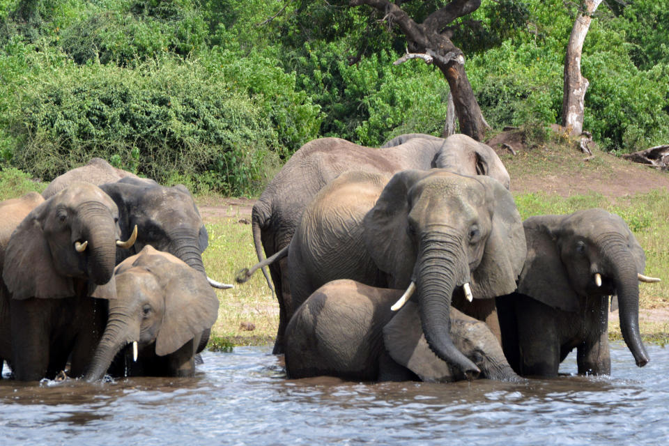 FILE - In this March 3, 2013, file photo, elephants drink water in the Chobe National Park in Botswana. Botswana's President Mokgweetsi Masisi, faces the tightest election of its history on Wednesday, Oct. 23, 2019, after former President Ian Khama, annoyed with his hand-picked successor, Masisi, announced his support for the opposition, after Masisi broke with some of his policies including the loosening of restrictions on elephant hunting in an apparent bid to appeal to rural voters. (AP Photo/Charmaine Noronha/File)