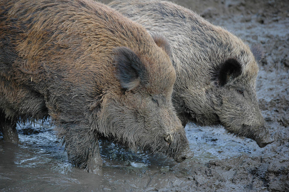 wild pig, boar