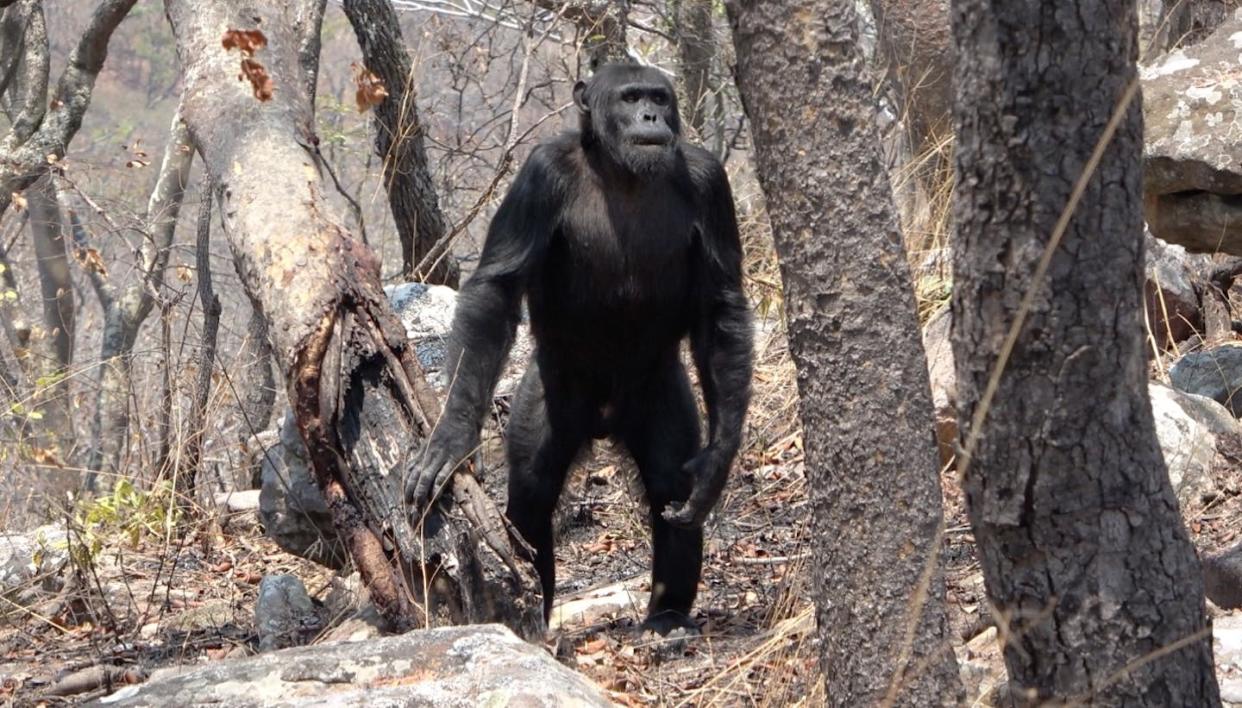 Issa chimpanzees live in a woodland dominated environment interspersed with riparian forests, grasslands, and rocky out-crops. Photo: R. Drummond-Clarke/GMERC