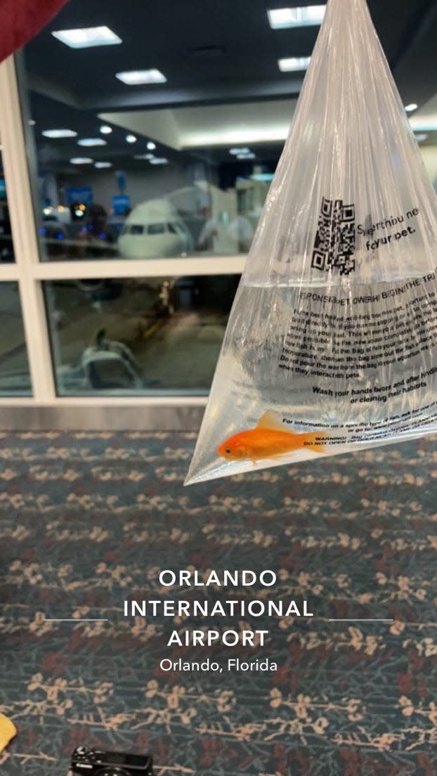 Florida State student junior Jack Henyecz and his pet gold fish, Garnet, have been a main fixture at Florida State home and away football games this season. The fish has been popular amongst fans and even players.