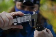 Avian ecologist and Georgetown University Ph.D. student Emily Williams measures the beak of an American robin as she gathers data to possibly fit the bird with an Argos satellite tag, Saturday, April 24, 2021, in Silver Spring, Md. The American robin is an iconic songbird in North America, its bright chirp a harbinger of spring. Yet its migratory habits remain a bit mysterious to scientists. (AP Photo/Carolyn Kaster)
