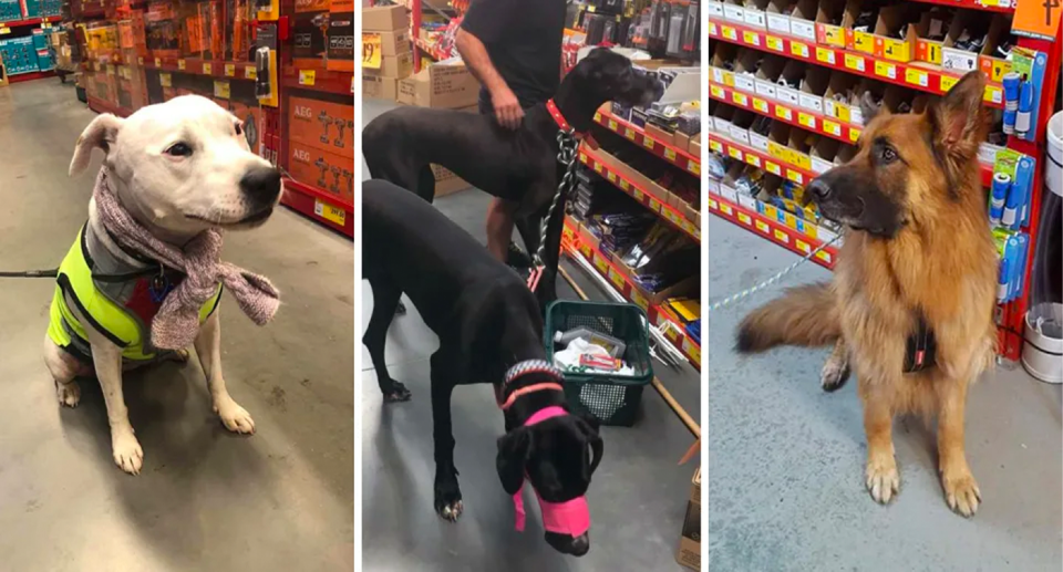 Bunnings says the vast majority of dogs are well behaved in its stores. 