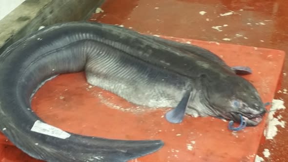 Record-breaking 20ft eel caught off British coast