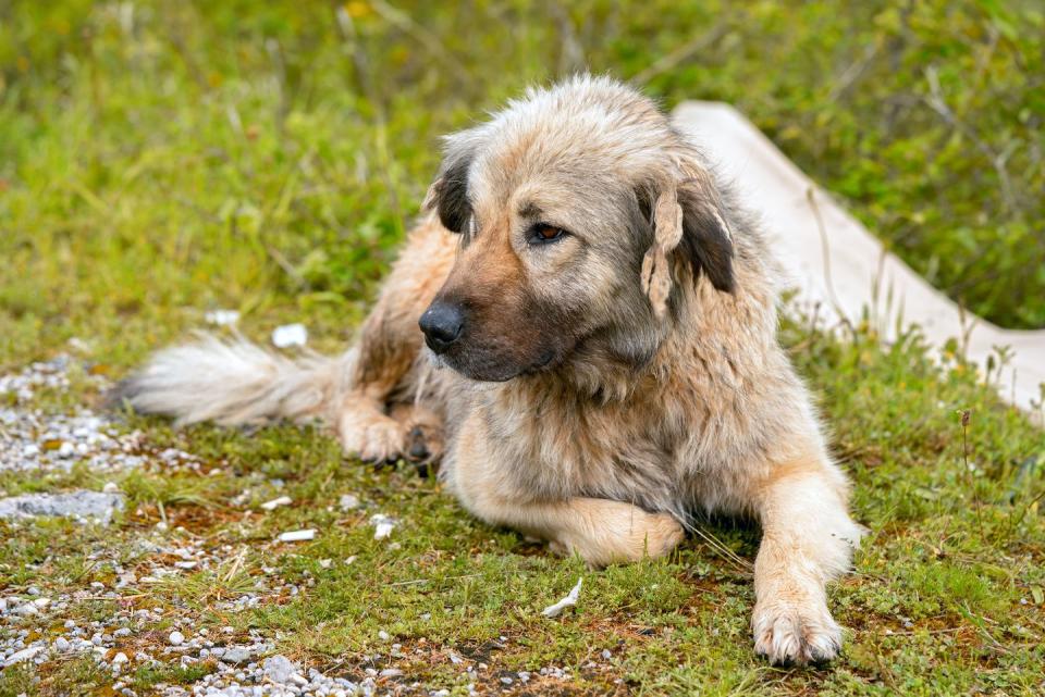 6) Caucasian Shepherd Dog