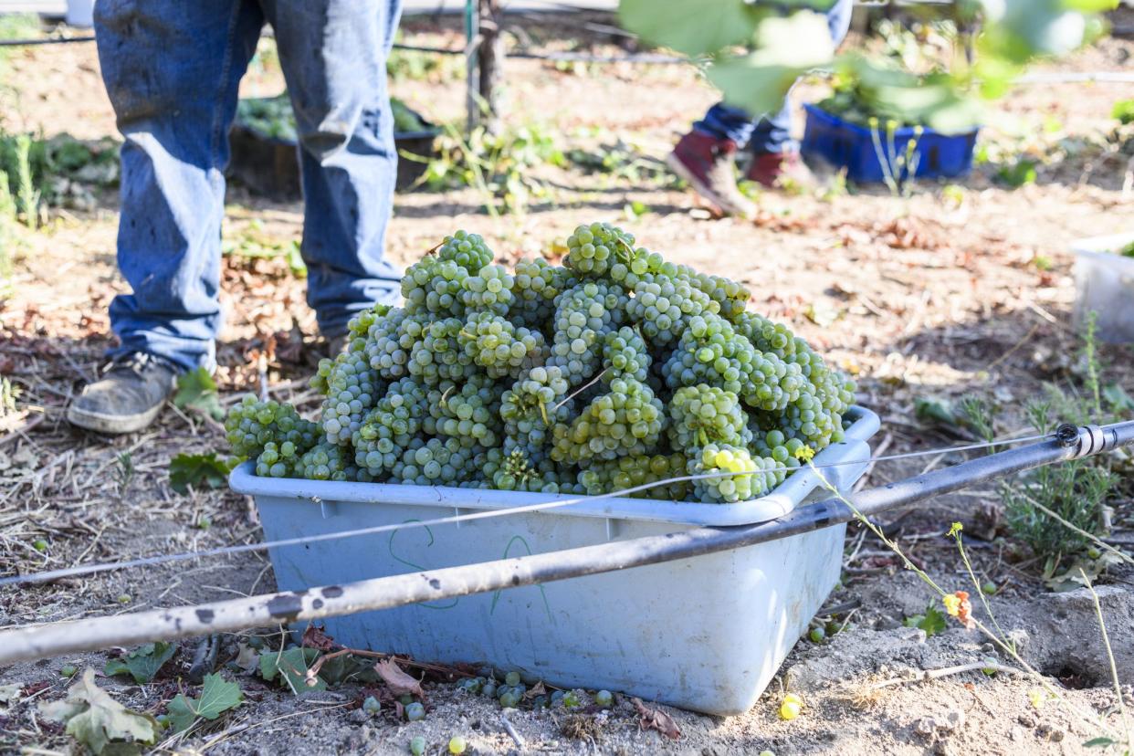 Harvest time in wine country