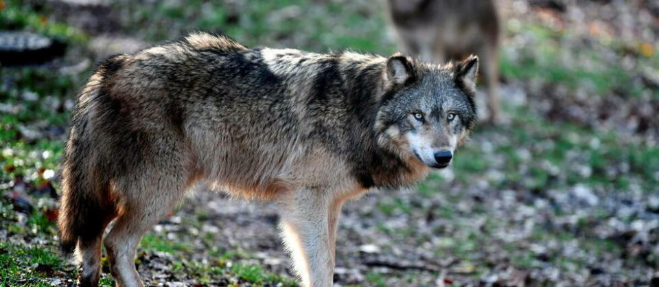 Le loup est une espèce protégée.
