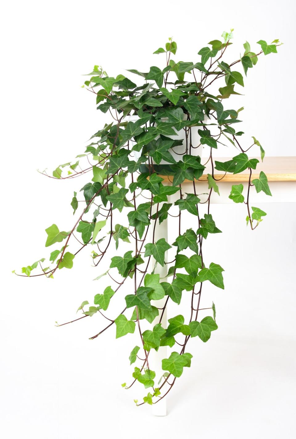 Plants That Don't Need Sunlight, Ivy