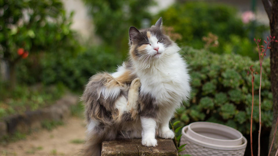 Calico cat scratching.