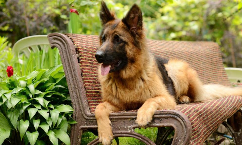 A German Shepherd sitting on a bench