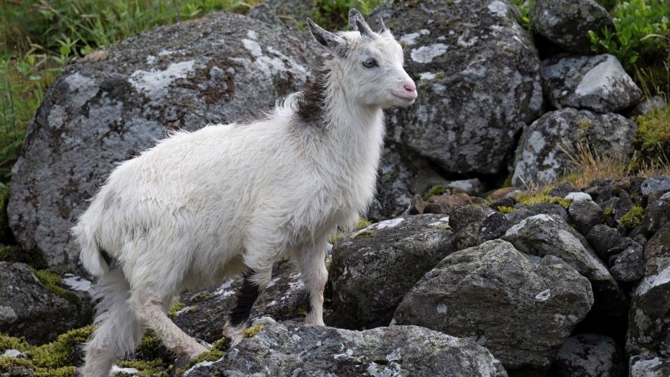 A side view of a white Cheviot goat on the hills