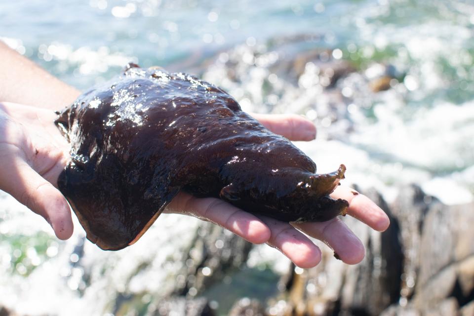 A sea hare