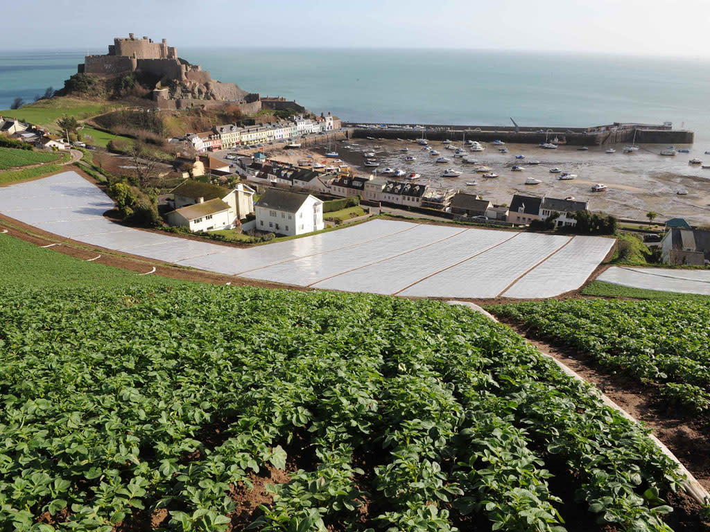 Jersey Royals grow by the island's Gorey Harbour: Reuters