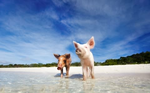 The Bahamas' famous swimming pigs - Credit: iStock