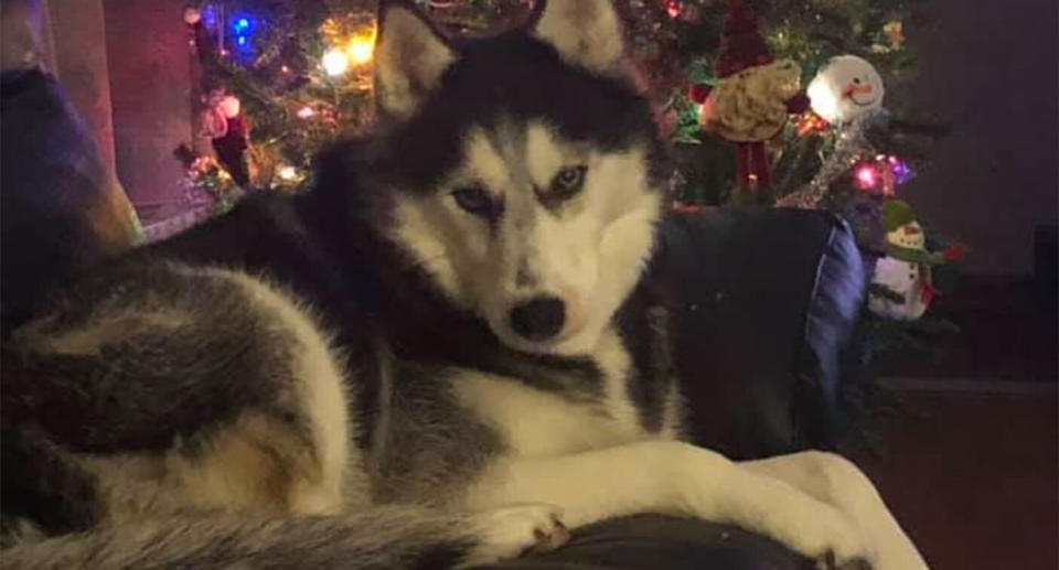 Sierra the husky sits on a couch in front of a Christmas tree.