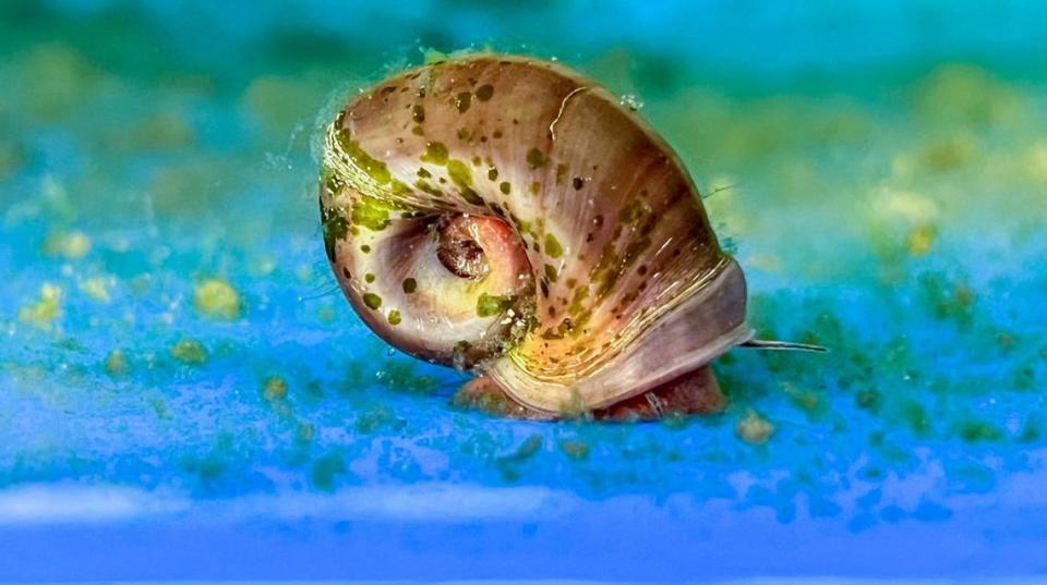 A magnificent ramshorn snail at biologist Andy Wood’s snail refuge in Hampstead. Wood took the magnificent ramshorn into captivity in the early 1990s. He has maintained a population of the snails, which have been believed to be gone from the wild for at least two decades, ever since.