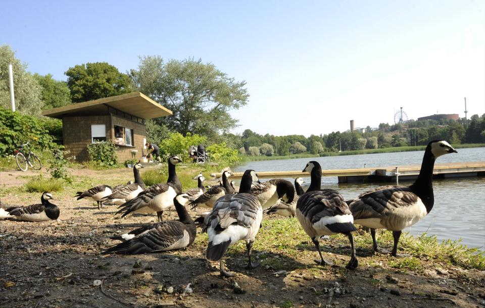 In this July 8, 2010 photo, Barnacle geese gather by a small cafe by the Toolonlahti Bay in Helsinki, Finland. The city has a timeless maritime character, with its location on the Baltic Sea offering views of the bay filled with boats and dozens of tiny islands. (AP Photo/Lehtikuva, Martti Kainulainen) FINLAND OUT
