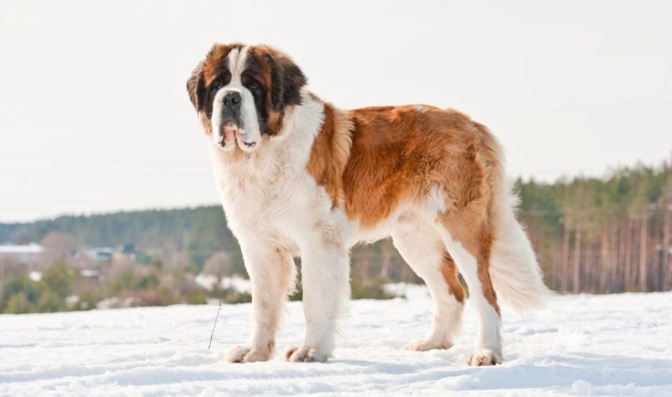 Saint bernard in winter