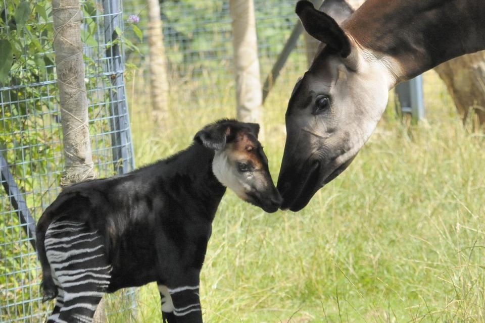 Only 10,000 okapi remain in the wild (stock image)  (PA)