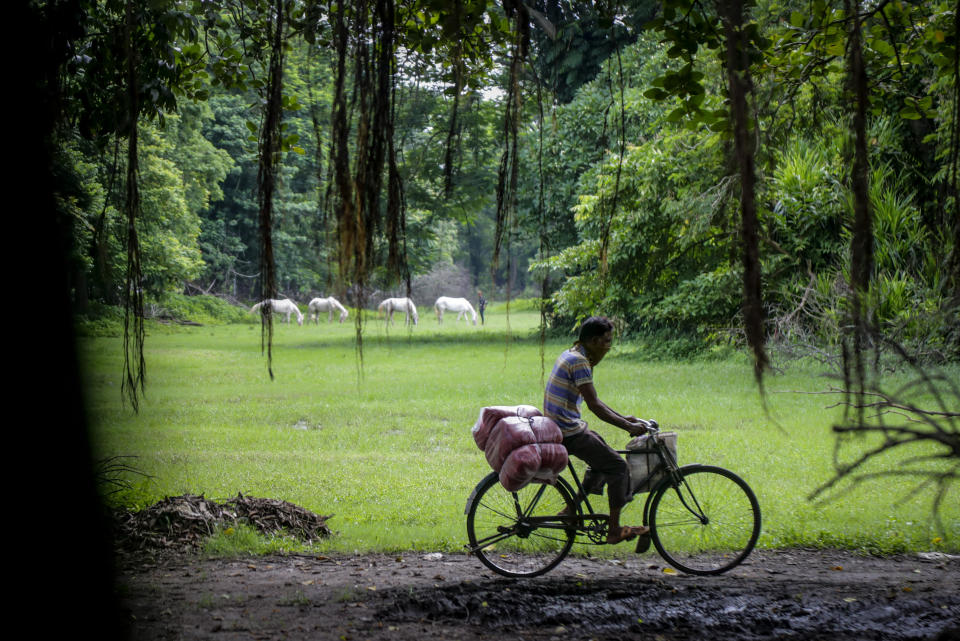 A man wearing mask as a precaution against the coronavirus pedals through a green pasture as white horses graze in Kolkata, India, Monday, Aug. 10, 2020. (AP Photo/Bikas Das)