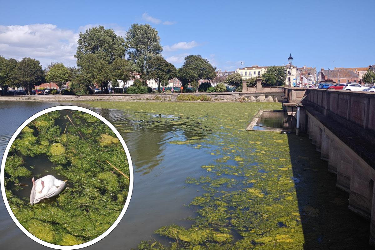 Seagulls have been found close to Westham Bridge on the algae bloom <i>(Image: Cristiano Magaglio)</i>