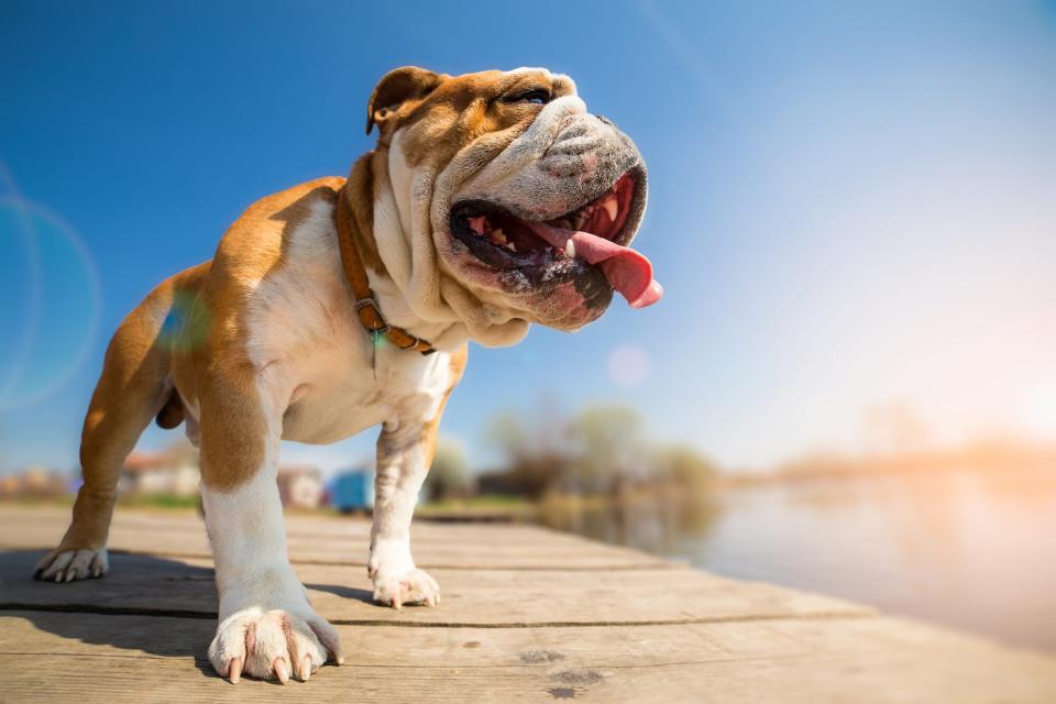 bulldog on sunny dock