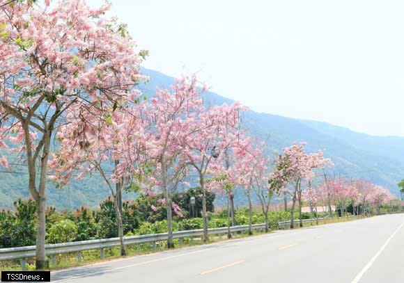 「茂林～高雄山城線」自行車路線，行經台二十八、台二十七甲，現正值花旗木綻開。